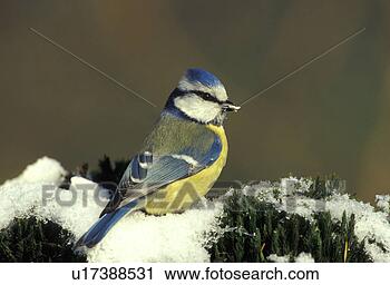 Stock Photography - aves, blue, blaumeise, 
bird, animals. 
fotosearch - search 
stock photos, 
pictures, images, 
and photo clipart