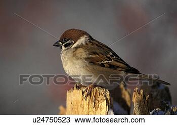Stock Photo - aves, bough, bird, 
animals. fotosearch 
- search stock 
photos, pictures, 
images, and photo 
clipart