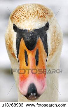 Stock Photo - bird, animals, 
bill, beak, aves, 
alfred. fotosearch 
- search stock 
photos, pictures, 
images, and photo 
clipart