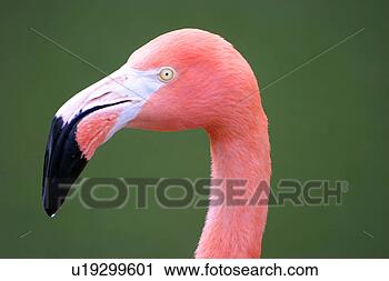 Stock Photography - burkhard, aves, 
bird, bill, beak, 
animals. fotosearch 
- search stock 
photos, pictures, 
images, and photo 
clipart