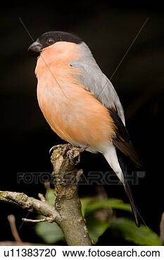 Stock Photography - fauna, animal, 
birds, bird, animals, 
alfred. fotosearch 
- search stock 
photos, pictures, 
images, and photo 
clipart