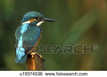 Stock Photo - federn, alcedinidae, 
animals, aves, 
back view. fotosearch 
- search stock 
photos, pictures, 
images, and photo 
clipart