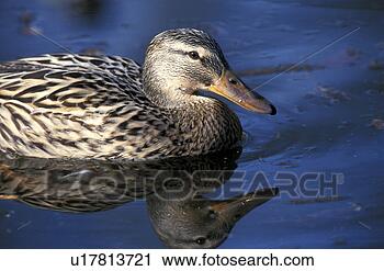 Stock Photography - federn, anas, 
anatinae, animals, 
aves. fotosearch 
- search stock 
photos, pictures, 
images, and photo 
clipart