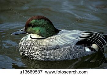 Picture - federn, anatinae, 
animals, aves. 
fotosearch - search 
stock photos, 
pictures, images, 
and photo clipart