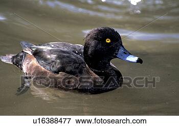 Picture - federn, anatinae, 
animals, aves. 
fotosearch - search 
stock photos, 
pictures, images, 
and photo clipart