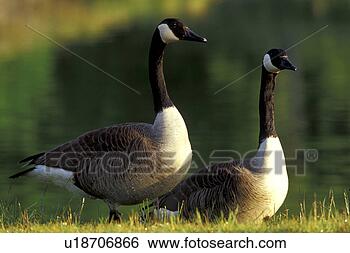 Stock Photo - federn, animals, 
anserinae, aves. 
fotosearch - search 
stock photos, 
pictures, images, 
and photo clipart