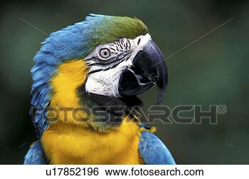 Stock Photo - federn, animals, 
arara, aves. fotosearch 
- search stock 
photos, pictures, 
images, and photo 
clipart