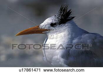 Stock Photography - federn, animals, 
arctic, aves. 
fotosearch - search 
stock photos, 
pictures, images, 
and photo clipart
