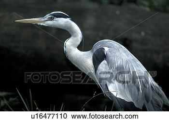 Stock Photography - federn, animals, 
ardea, ardeidae, 
aves. fotosearch 
- search stock 
photos, pictures, 
images, and photo 
clipart