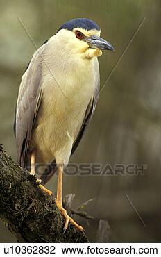 Stock Photo - federn, animals, 
ardeidae, aves, 
beak. fotosearch 
- search stock 
photos, pictures, 
images, and photo 
clipart