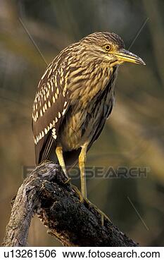 Stock Photo - federn, animals, 
ardeidae, aves, 
beak. fotosearch 
- search stock 
photos, pictures, 
images, and photo 
clipart