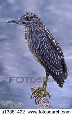 Stock Photo - federn, animals, 
ardeidae, aves. 
fotosearch - search 
stock photos, 
pictures, images, 
and photo clipart