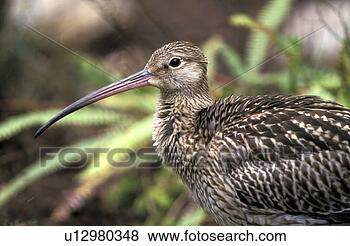 Stock Photo - federn, animals, 
arquata, aves. 
fotosearch - search 
stock photos, 
pictures, images, 
and photo clipart