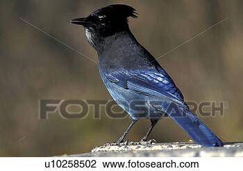 Stock Photo - federn, animals, 
aves, bird. fotosearch 
- search stock 
photos, pictures, 
images, and photo 
clipart