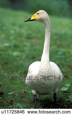 Stock Photo - federn, animals, 
aves, beak, bill. 
fotosearch - search 
stock photos, 
pictures, images, 
and photo clipart