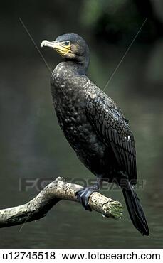 Stock Photo - federn, animals, 
aves, beak, bill. 
fotosearch - search 
stock photos, 
pictures, images, 
and photo clipart