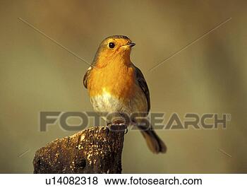 Stock Photo - federn, animals, 
aves, bird, bough. 
fotosearch - search 
stock photos, 
pictures, images, 
and photo clipart
