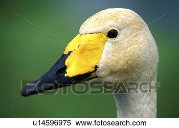 Stock Image - federn, animals, 
aves, beak, bill. 
fotosearch - search 
stock photos, 
pictures, images, 
and photo clipart