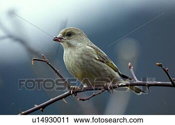Stock Photography - federn, animals, 
aves, bird, bough. 
fotosearch - search 
stock photos, 
pictures, images, 
and photo clipart