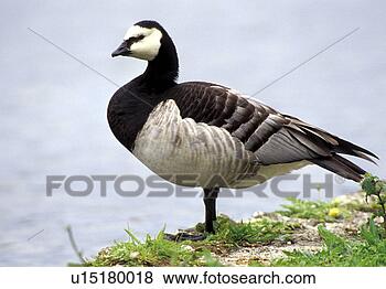 Stock Photo - federn, animals, 
aves, barnacle. 
fotosearch - search 
stock photos, 
pictures, images, 
and photo clipart