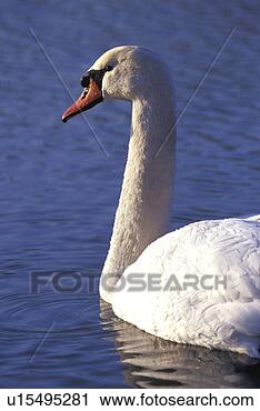 Stock Photography - federn, animals, 
aves, bird. fotosearch 
- search stock 
photos, pictures, 
images, and photo 
clipart