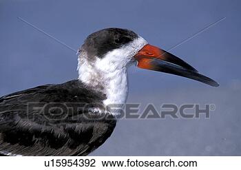 Stock Photo - federn, animals, 
aves, beak. fotosearch 
- search stock 
photos, pictures, 
images, and photo 
clipart