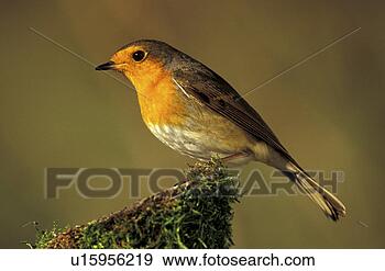 Stock Photograph - federn, animals, 
aves, bird. fotosearch 
- search stock 
photos, pictures, 
images, and photo 
clipart