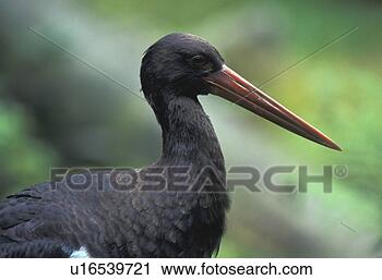 Stock Photography - federn, animals, 
aves, beak. fotosearch 
- search stock 
photos, pictures, 
images, and photo 
clipart