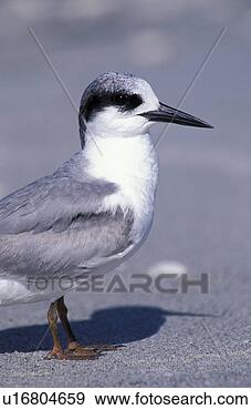 Stock Photograph - federn, animals, 
aves, beak. fotosearch 
- search stock 
photos, pictures, 
images, and photo 
clipart
