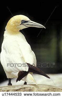 Stock Photo - federn, animals, 
aves, back view. 
fotosearch - search 
stock photos, 
pictures, images, 
and photo clipart