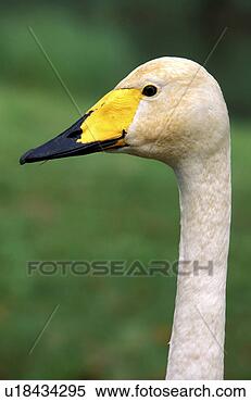 Stock Image - federn, animals, 
aves, beak, bill. 
fotosearch - search 
stock photos, 
pictures, images, 
and photo clipart