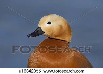 Stock Image - ferruginea, bird, 
duck, creature, 
bird animal, freedom, 
animal. fotosearch 
- search stock 
photos, pictures, 
images, and photo 
clipart