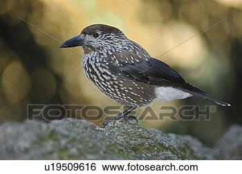 Stock Photo - grisons, bird, 
fir jays, davos, 
caryocatactes, 
huwiler, alps. 
fotosearch - search 
stock photos, 
pictures, images, 
and photo clipart