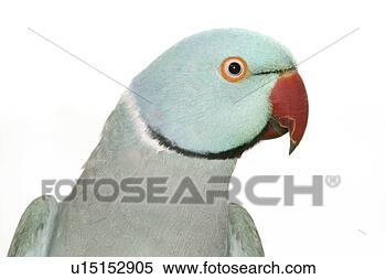 Stock Image - pet, alfred, aves, 
bird. fotosearch 
- search stock 
photos, pictures, 
images, and photo 
clipart