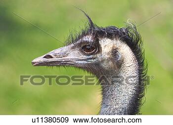 Stock Photograph - strauss, alfred, 
animals, aves, 
bird. fotosearch 
- search stock 
photos, pictures, 
images, and photo 
clipart