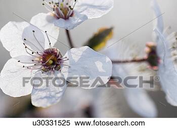Stock Image - clean, austria, 
cerasifera, calf, 
bloom, aroma. 
fotosearch - search 
stock photos, 
pictures, images, 
and photo clipart