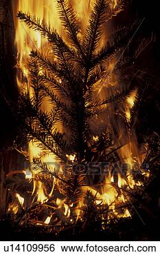 Stock Photo - beacon, bernhard, 
black, blaze, 
burn, christianity. 
fotosearch - search 
stock photos, 
pictures, images, 
and photo clipart
