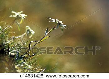 Stock Image - aichner, blossom, 
blooms, bloom, 
abloom. fotosearch 
- search stock 
photos, pictures, 
images, and photo 
clipart