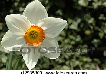 Stock Photography - beautiful, berne, 
blumenpracht, 
blurred, buds, 
burgdorf, chlorophyll. 
fotosearch - search 
stock photos, 
pictures, images, 
and photo clipart