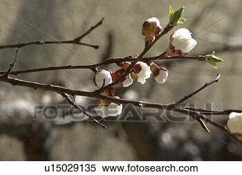 Stock Image - beautiful, berne, 
blumenpracht, 
blurred, branch, 
branches, brown. 
fotosearch - search 
stock photos, 
pictures, images, 
and photo clipart