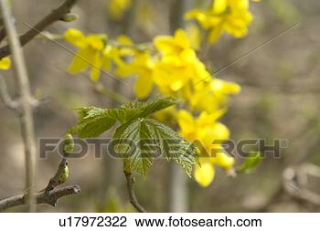 Stock Photo - beautiful, berne, 
blumenpracht, 
blurred, buds, 
burgdorf, chlorophyll. 
fotosearch - search 
stock photos, 
pictures, images, 
and photo clipart