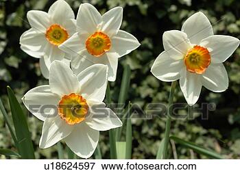 Picture - beautiful, berne, 
blumenpracht, 
blurred, buds, 
burgdorf, chlorophyll. 
fotosearch - search 
stock photos, 
pictures, images, 
and photo clipart