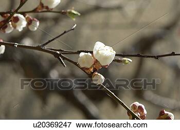 Picture - beautiful, berne, 
blumenpracht, 
blurred, branch, 
branches, brown. 
fotosearch - search 
stock photos, 
pictures, images, 
and photo clipart