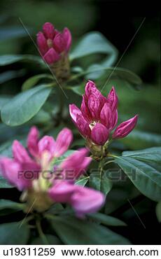 Stock Photograph - bernhard, bud, 
cow, day, floral, 
flower. fotosearch 
- search stock 
photos, pictures, 
images, and photo 
clipart