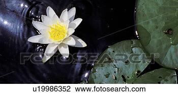 Stock Photo - bloom, alexander, 
blauphoton, attraction, 
aquatic plant, 
abloom. fotosearch 
- search stock 
photos, pictures, 
images, and photo 
clipart