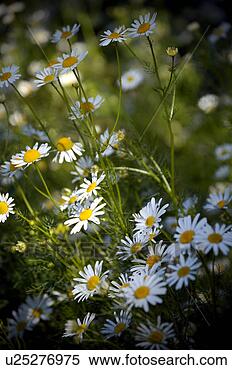 Stock Image - bloom, blossom, 
botanic, botanical, 
corolla, czech, 
daisy. fotosearch 
- search stock 
photos, pictures, 
images, and photo 
clipart