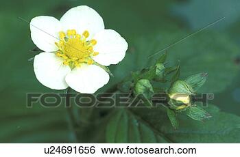 Stock Photo - bloom, bud, blossom, 
blooms, abloom. 
fotosearch - search 
stock photos, 
pictures, images, 
and photo clipart