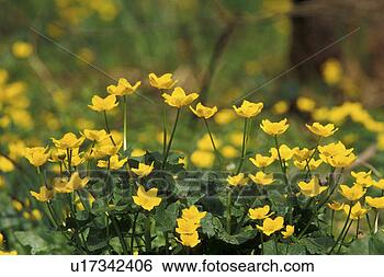 Stock Photo - bloom, buttercup, 
blossom, blooms, 
abloom. fotosearch 
- search stock 
photos, pictures, 
images, and photo 
clipart