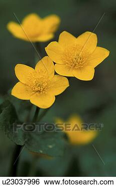 Stock Photo - bloom, buttercup, 
blossom, blooms, 
abloom. fotosearch 
- search stock 
photos, pictures, 
images, and photo 
clipart