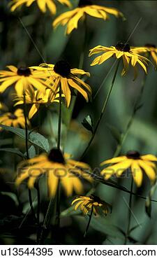 Stock Image - blooms, background, 
bloom, black, 
bernhard, abloom. 
fotosearch - search 
stock photos, 
pictures, images, 
and photo clipart